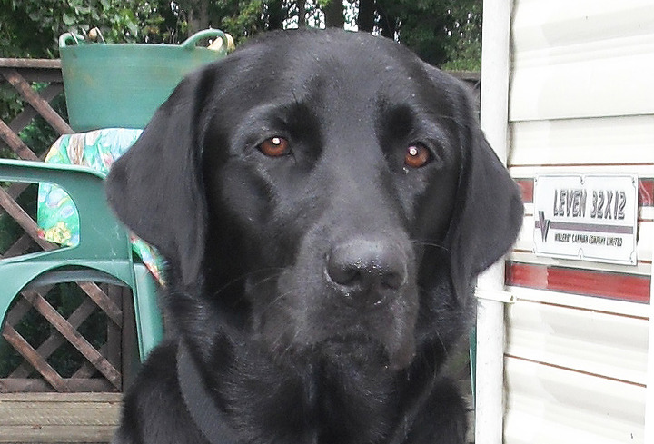 Photo of Izzy, Mike's Guide Dog